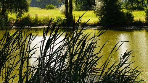 lake reed green