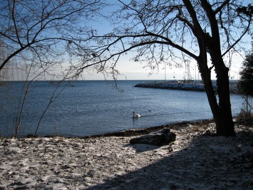 lake snow trees