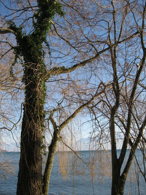 lake tree landscape