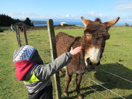 lake donkey child