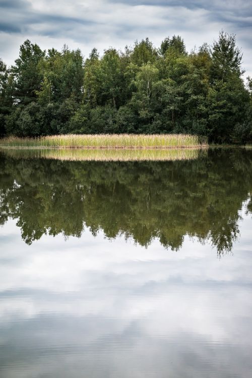 lake mirroring reed