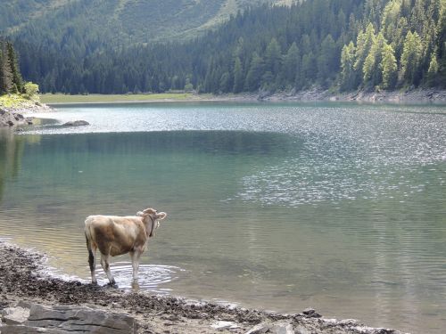 lake bergsee cow