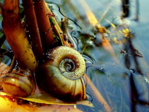 lake seashells water