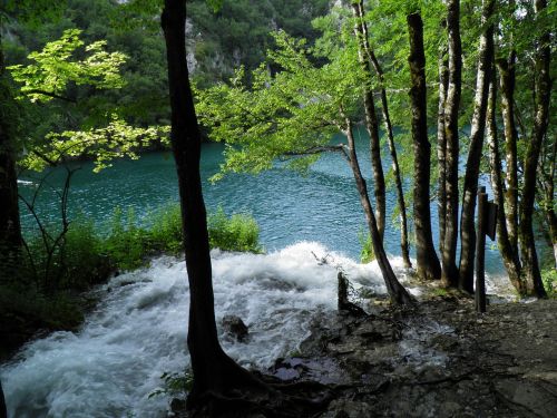 lake water tree