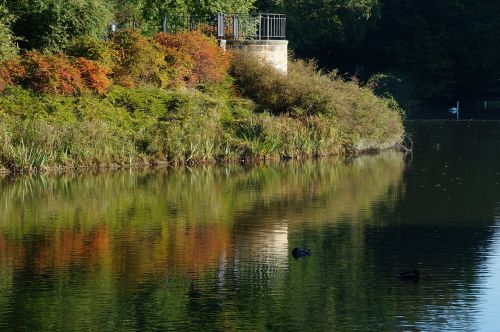 lake mirroring autumn