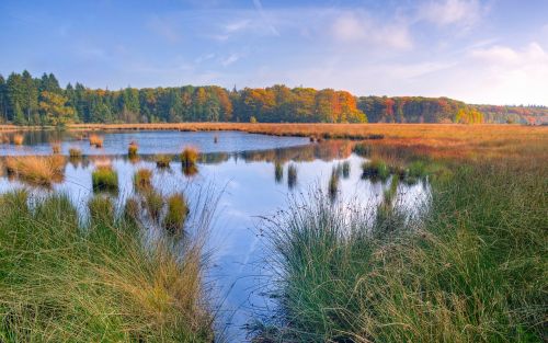 lake trees autumn