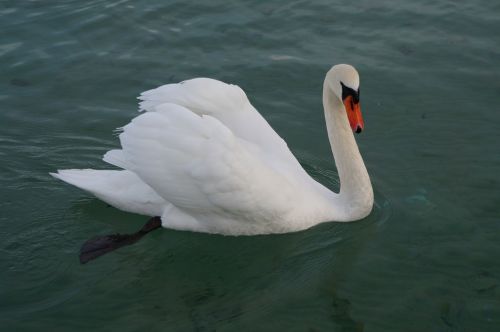 lake swan annecy