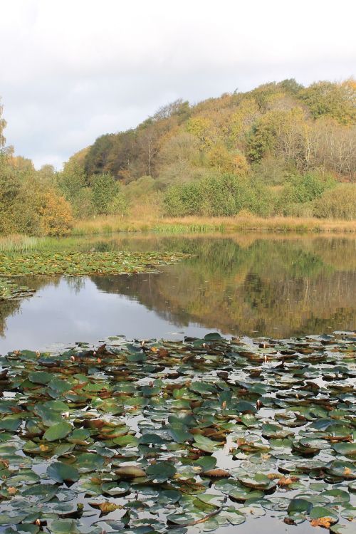 lake denmark pond