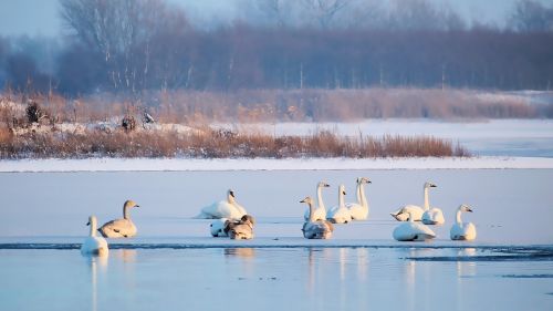 lake waters frozen