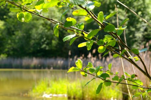 lake tree summer