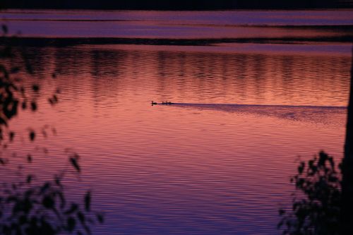 lake sunset ducks