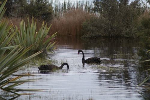 lake swan black swan