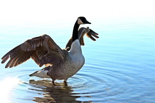 lake goose water