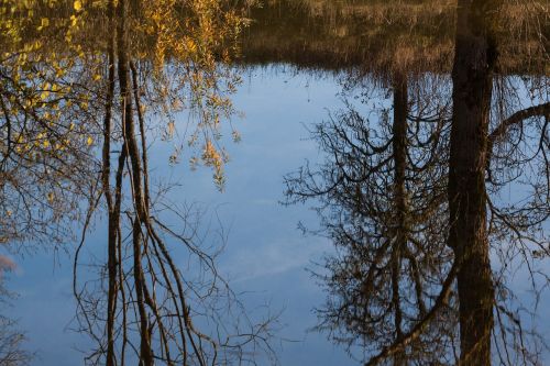 lake tree trees