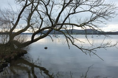 lake tree landscape