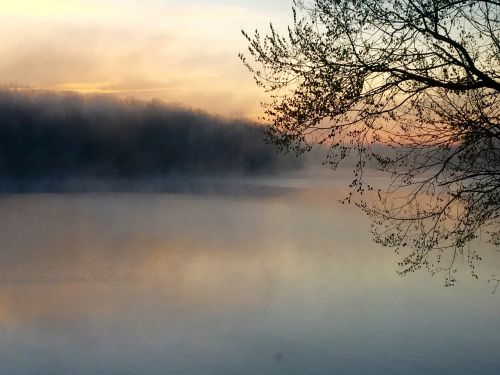 lake mist tree