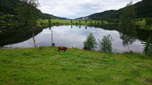 lake cows landscapes