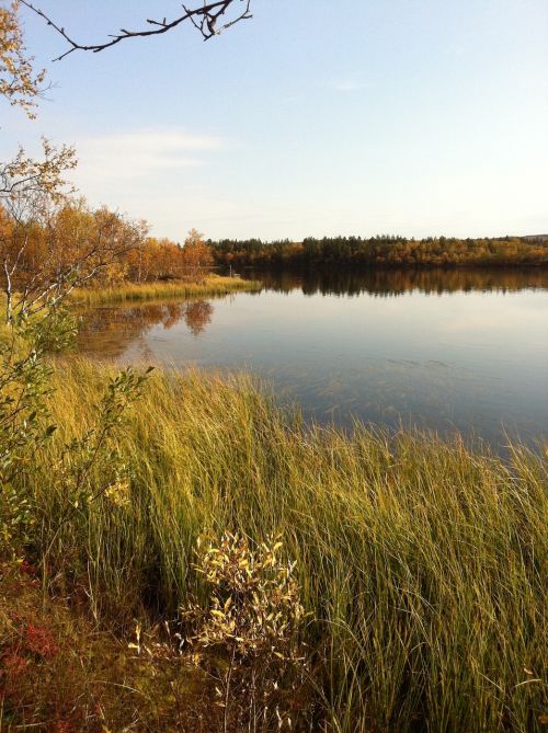 lake nature overgrown pond