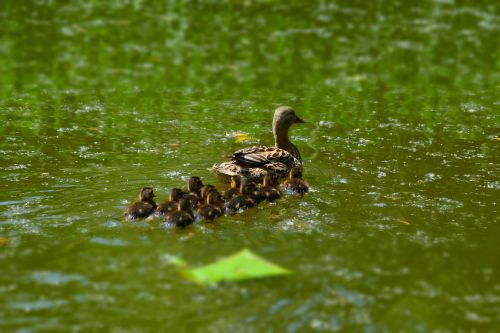 lake water duck