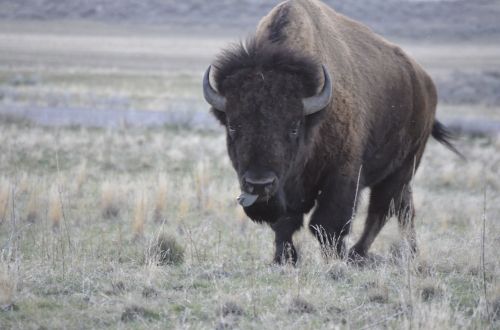 lake bison wildlife