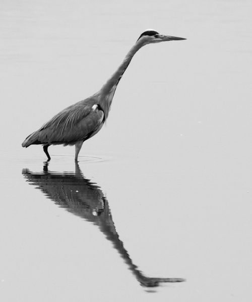 lake heron mirroring