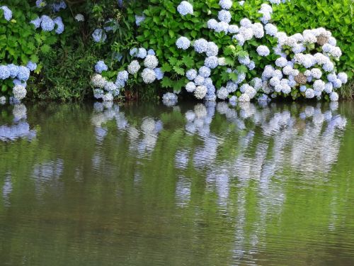 lake flowers blue