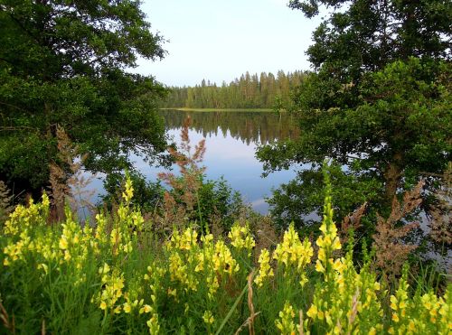 lake antirrhinum yellow