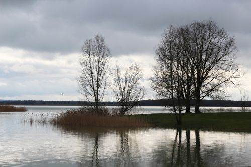 lake tree evening