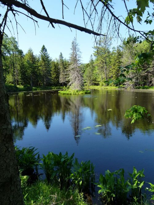 lake trees reflection