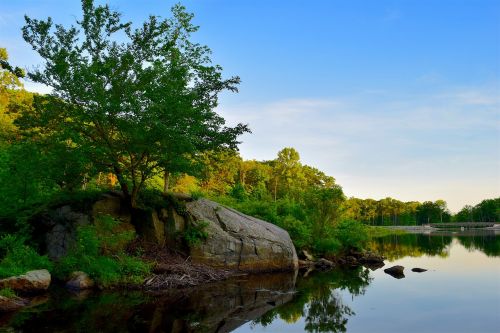 lake water tree