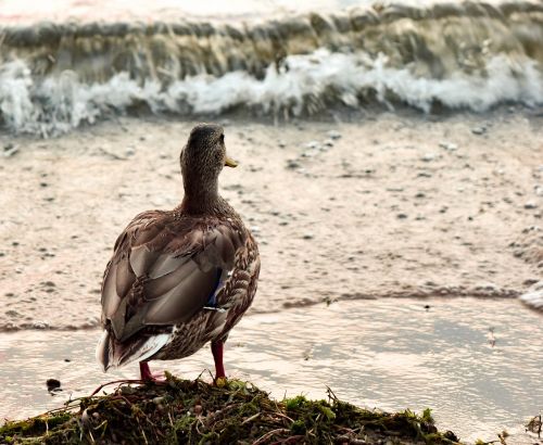 lake shoreline ducks