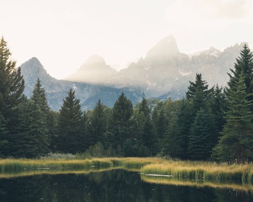 lake water trees