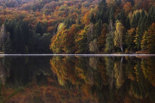 lake water trees