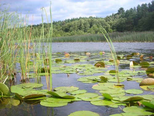 lake lily field water lily