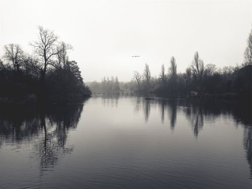 lake water birds