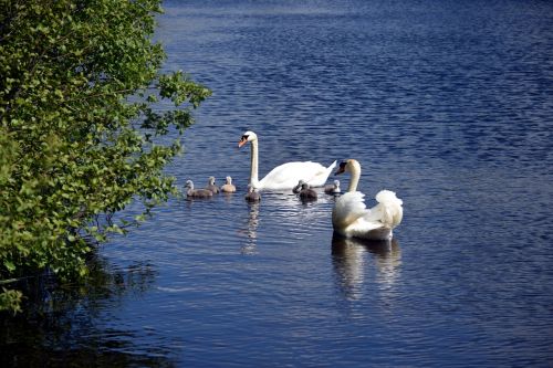 lake swan swans