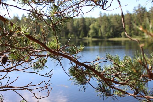 lake sweden branch