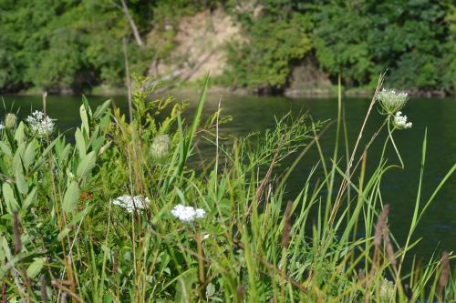 lake grass foliage