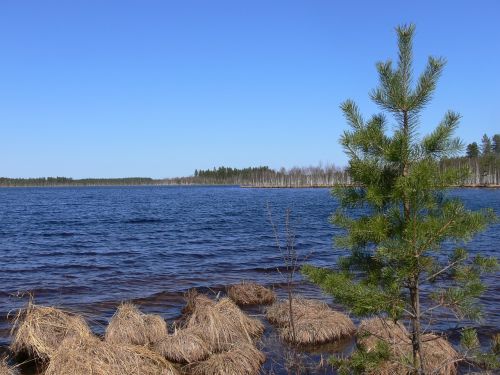 lake nizhny novgorod oblast forest