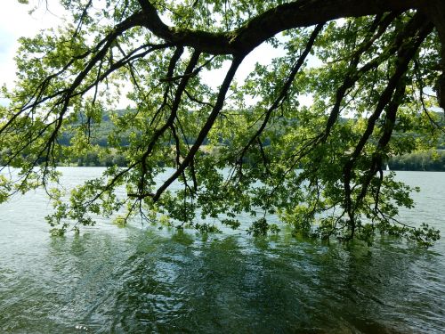 lake tree water