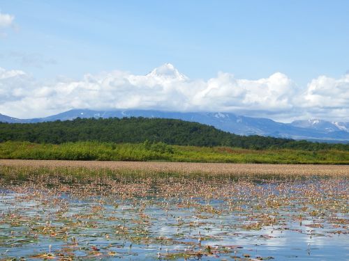 lake autumn weed