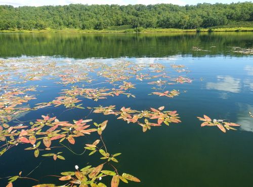 lake autumn weed