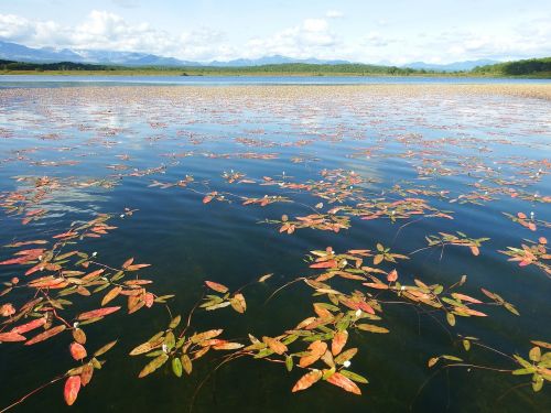 lake autumn weed