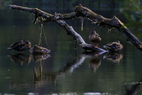 lake ducks nature