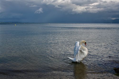lake water bird swan