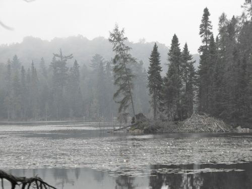 lake mist fir trees