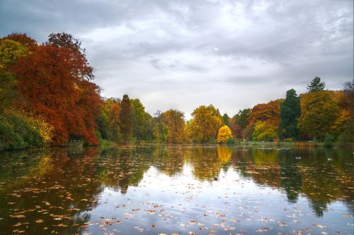 lake autumn tree