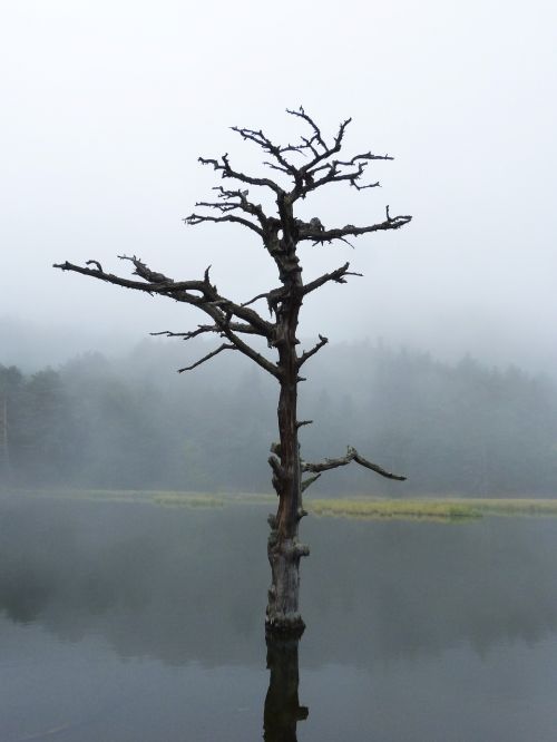 lake dead tree reflection