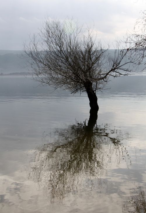 lake tree reflection