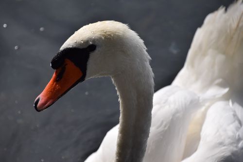 lake summer swan